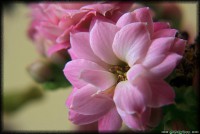 /album/apro-makro/virag-2-jpg1/