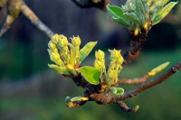 /album/apro-makro/mg-0493-jpg/