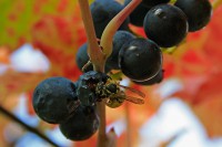 /album/apro-makro/darazslakoma-jpg1/