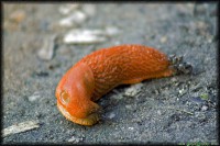 /album/apro-makro/hajlektalan-jpg1/