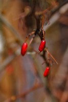 /album/apro-makro/img-2309-jpg1/