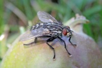 /album/apro-makro/legy-az-alman-jpg1/