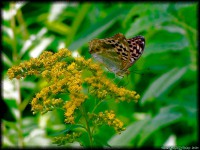 /album/apro-makro/nektar-nyalogato-jpg/