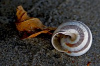 /album/apro-makro/partra-vetett-csigahaz-jpg1/