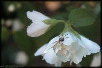 /album/apro-makro/pok-jpg/