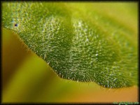 /album/apro-makro/szoros-level-jpg1/