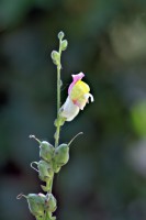 /album/apro-makro/tatika-filtered-jpg1/