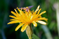 /album/apro-makro/telek-010-jpg1/