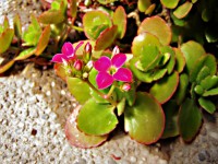 /album/apro-makro/uveghaz-jpg/