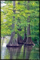 /album/tajkepek/tappancsok-jpg/