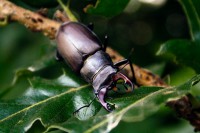 /album/termeszetfotok/szarvasbogar-jpg/