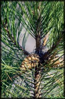 /album/termeszetfotok/mg-1085-jpg/