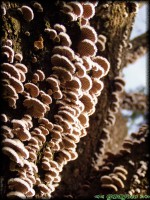 /album/termeszetfotok/gombak-a-fatorzson-2-jpg/